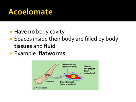 The Origin Of Animal Diversity Ppt Download