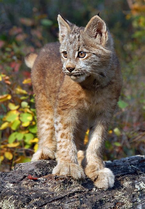 Canada Lynx Kitten 2 Photograph By Wade Aiken Pixels