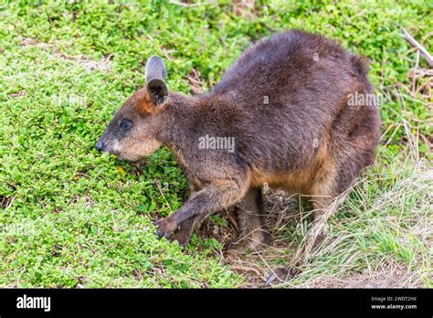 Swamp Wallaby Wallabia Bicolor A Small Macropod Marsupial Of Eastern