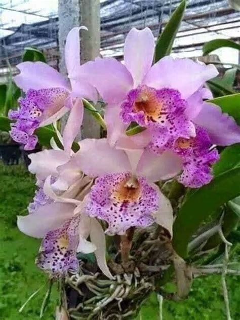 Pin by Téo Georg on ORCHIDS Orchid flower Beautiful orchids Orchid