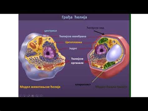 Gradja ćelije - YouTube