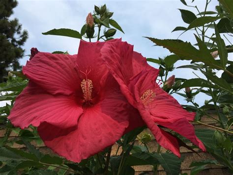 Two Burgundy Hibiscus Plants Flowers Hibiscus