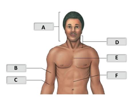 Anatomy And Physiology Lab Midterm Flashcards Quizlet