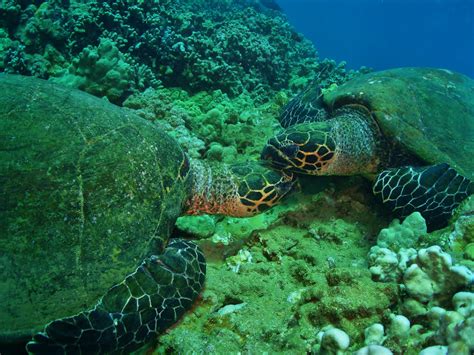 Hawksbill Sea Turtles