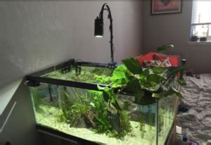 Planted Aquarium Lighting; The Best LED Lights for Planted Tanks (2023 Guide)