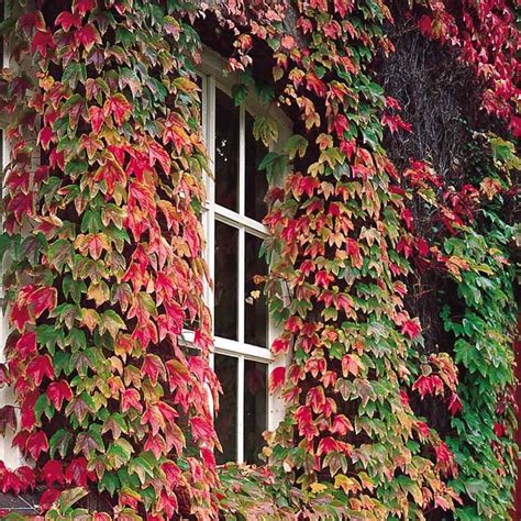 Buy Boston Ivy Climbing Plants From Ireland's Online Garden Shop