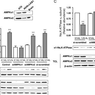 Ampk Is Required For Hypoxia Induced Pkc Activation A Western Blot