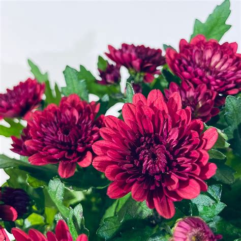 Chrysanthème rouge Plante Plus de Fleurs