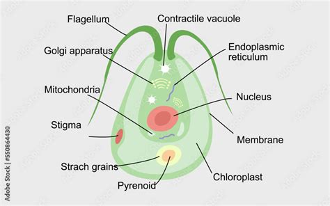 Vector Illustration Of A Chlamydomonas Biological Anatomy Of