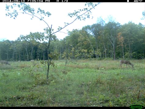 Roadside Food Plots For Deer Bartylla S Whitetail Habitat Plans