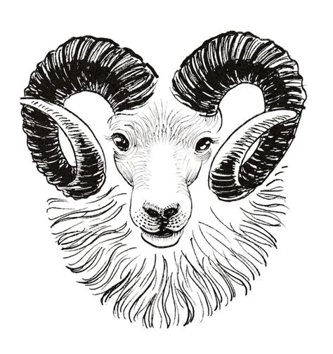 Premium Photo Ram Head Ink Black And White Drawing