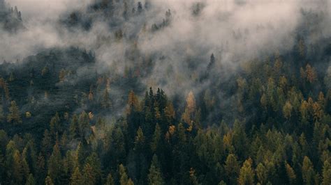 Dark Foggy Forest Wallpapers - Top Free Dark Foggy Forest Backgrounds ...