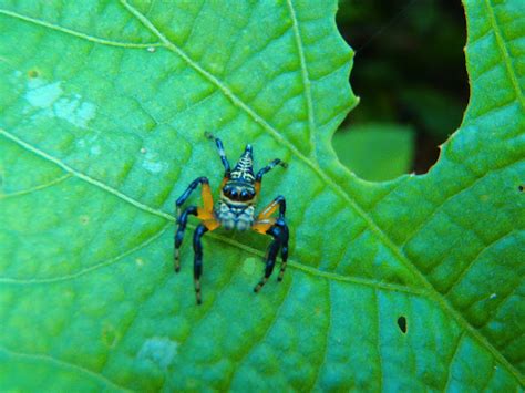 Jumping Spider Mimic Project Noah