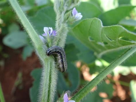 Spodoptera A Lagarta Que Ganhou Presen A Nas Lavouras De Soja