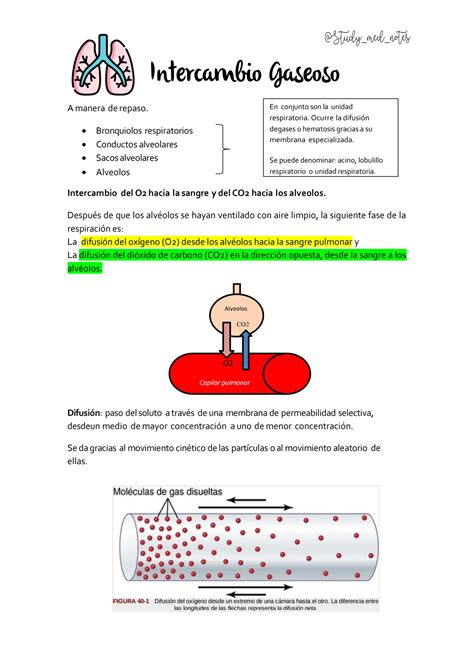 Solution Guia Intercambio Gaseoso Fisiologia Studypool