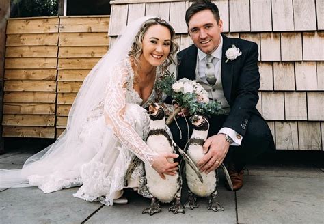 Groom Surprises His Bride With A Penguin Ring Bearer On Their Wedding