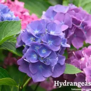 When To Cut Back Hydrangeas For Winter A Comprehensive Guide