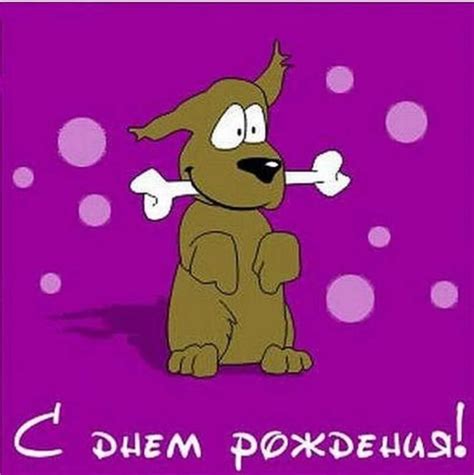 День рождения собаки - 61 фото
