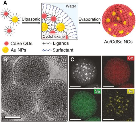 Preparation Of Nanoassemblies Of Aunps And Cdse Qds Through The