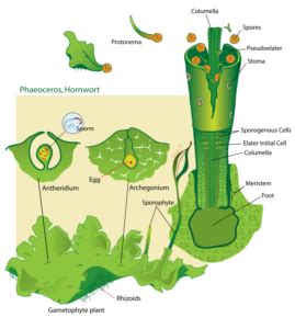 9+ Seedless Plant Examples: Detailed Explanations And Images - LAMBDAGEEKS