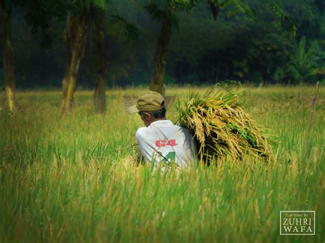 Menikmati Profesi di Sawah Desa ~ OMBONEJAGAD