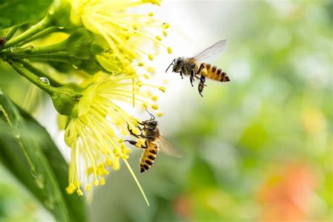 Best Plants For Attracting Pollinators With Pictures House Grail