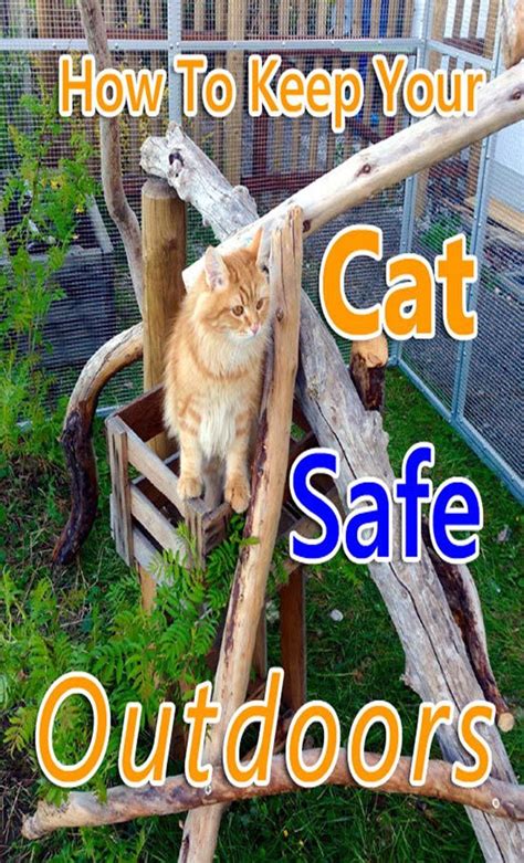 How To Keep Your Cat Safe Outdoors Cat Guides Cat Safe Cats