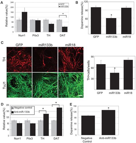 A MicroRNA Feedback Circuit In Midbrain Dopamine Neurons Science