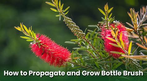 How To Propagate Bottle Brush Plant Grow It From Cuttings And Seeds Embracegardening