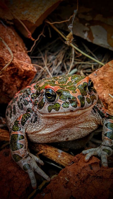 Update Frog And Toad Wallpaper Best In Cdgdbentre