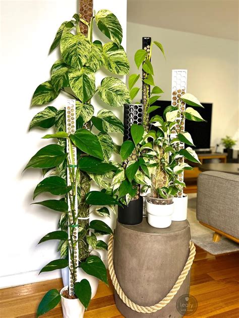 The Best Living Room Plants To Green Up Your Space