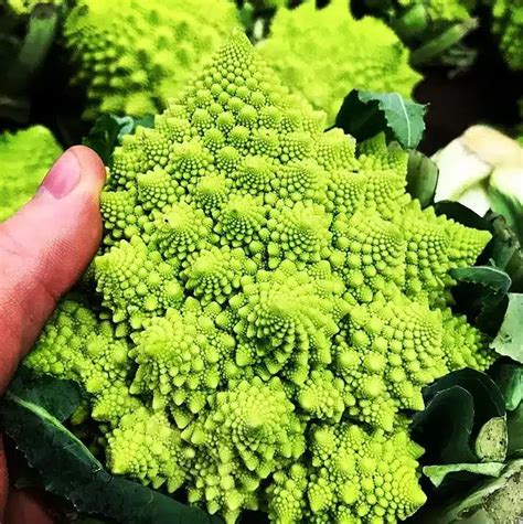 Gaia Chou Fleur Romanesco Veronica F1 Certifié BIO par Écocert