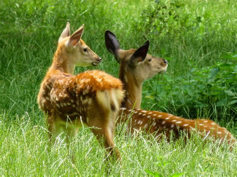 Free Photo Roe Deer Animal Deer Jungle Free Download Jooinn