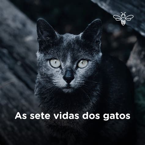 As Sete Vidas Dos Gatos Propovets