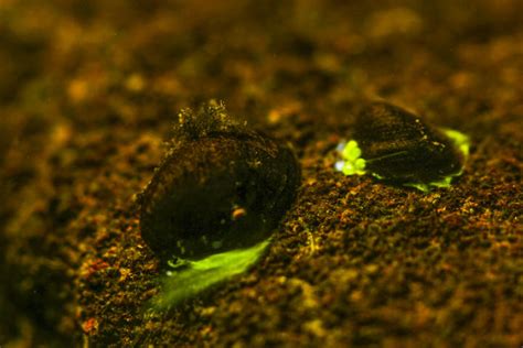 Critter Of The Week Glow In The Dark Snail New Zealand Geographic