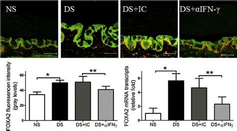 Effects Of Topical Anti Ifn G Neutralization On Expression Of Foxa