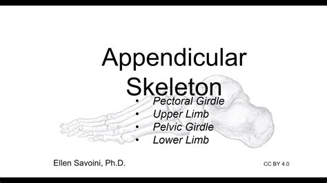 Appendicular Skeleton BIO 201 Human Anatomy Physiology I YouTube