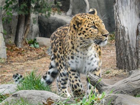 This Amur Leopard New To Brookfield Zoo La Grange Il Patch