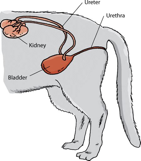 Diagram Dog Urinary System Dog Urinary System Artwork