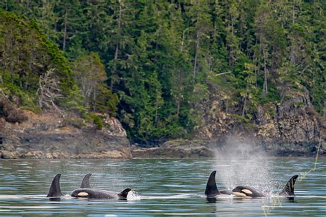 ORCA WHALES KILLER WHALES Rolf Hicker Photography