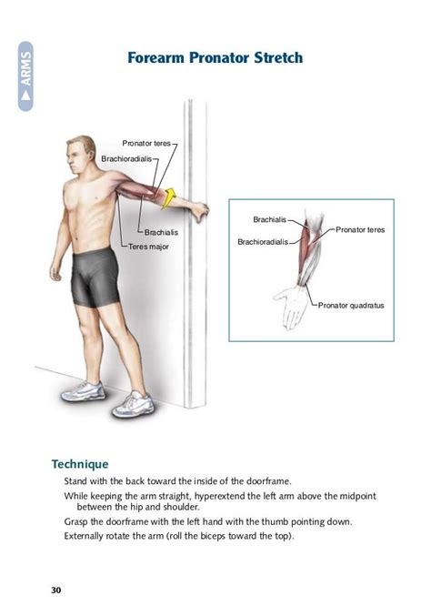 Brachialis Stretch Rehabilitation Exercises Brachial Plexus Products