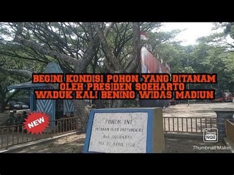 Ini Pohon Yang Pernah Ditanam Oleh Presiden Soeharto Di Waduk Kali