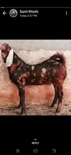 Brown And Sport Sirohi Goats Weight Kg At Rs Kg In Ajmer Id