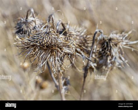 Bur Seed High Resolution Stock Photography and Images - Alamy