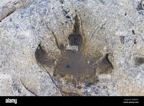 Ornithopod Footprint In Sandstone At The Lower Cretaceous Dinosaur