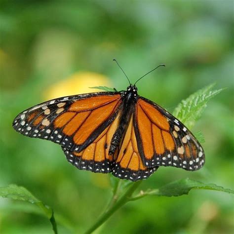 Migra O Da Borboleta Monarca