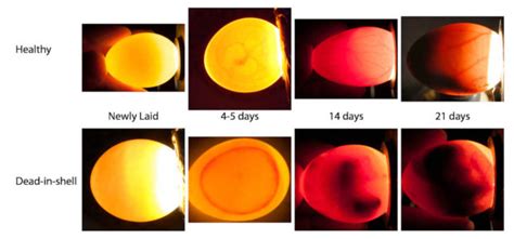 Incubation and Hatch Assistance – Avian Resources