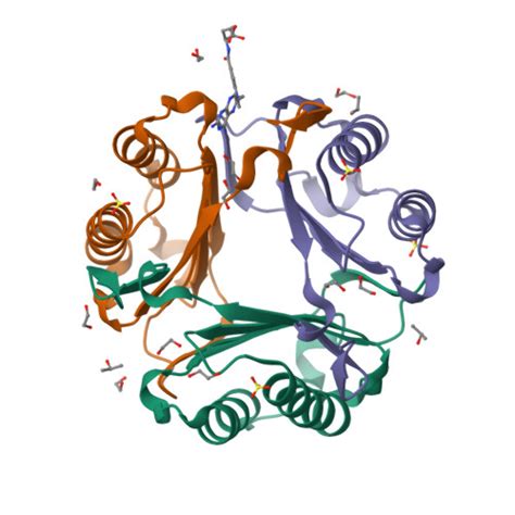 RCSB PDB 7XTX High Resolution Crystal Structure Of Human Macrophage