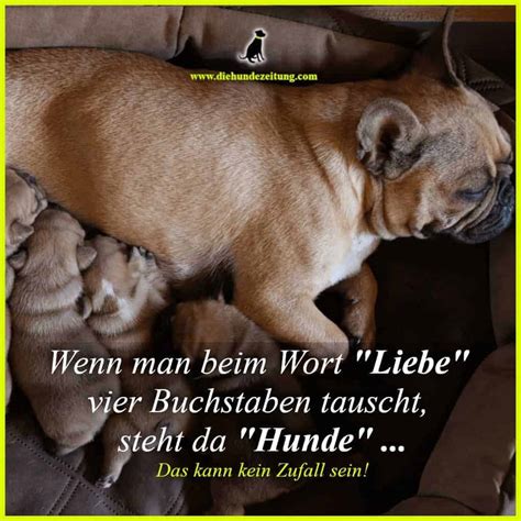 Neue Sch Ne Spr Che Ber Hunde Frauchen Und Herrchen