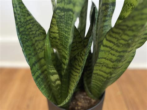 Nasa Didnt Publish Study On Snake Plants Providing Life Saving Oxygen